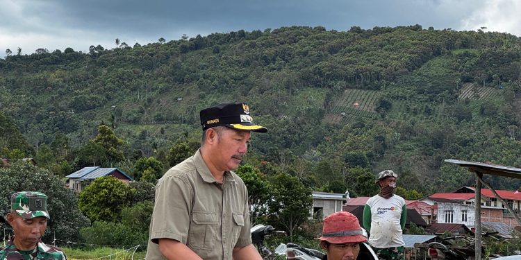 Bupati Monadi Menanam dan Panen Padi, Targetkan Kerinci Jadi Lumbung Padi Jambi